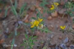 Crotalaria medicaginea